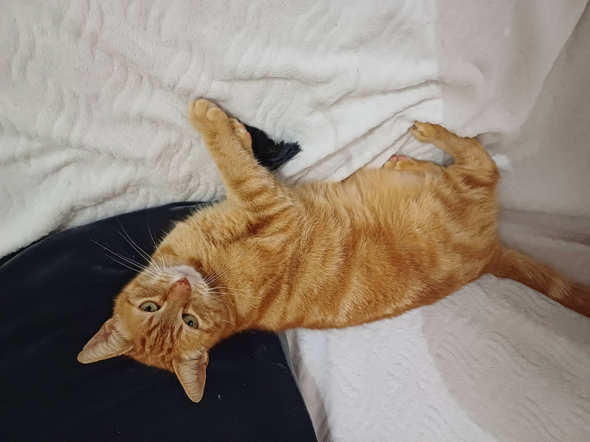Miroux participe au concours pour gagner de l'argent avec cette photo : bed, bedding, carnivore, cat, claw, comfort, domestic_short_haired_cat, fawn, felidae, foot, fur, human_leg, linens, paw, room, small_to_medium_sized_cats, tail, textile, whiskers, wood