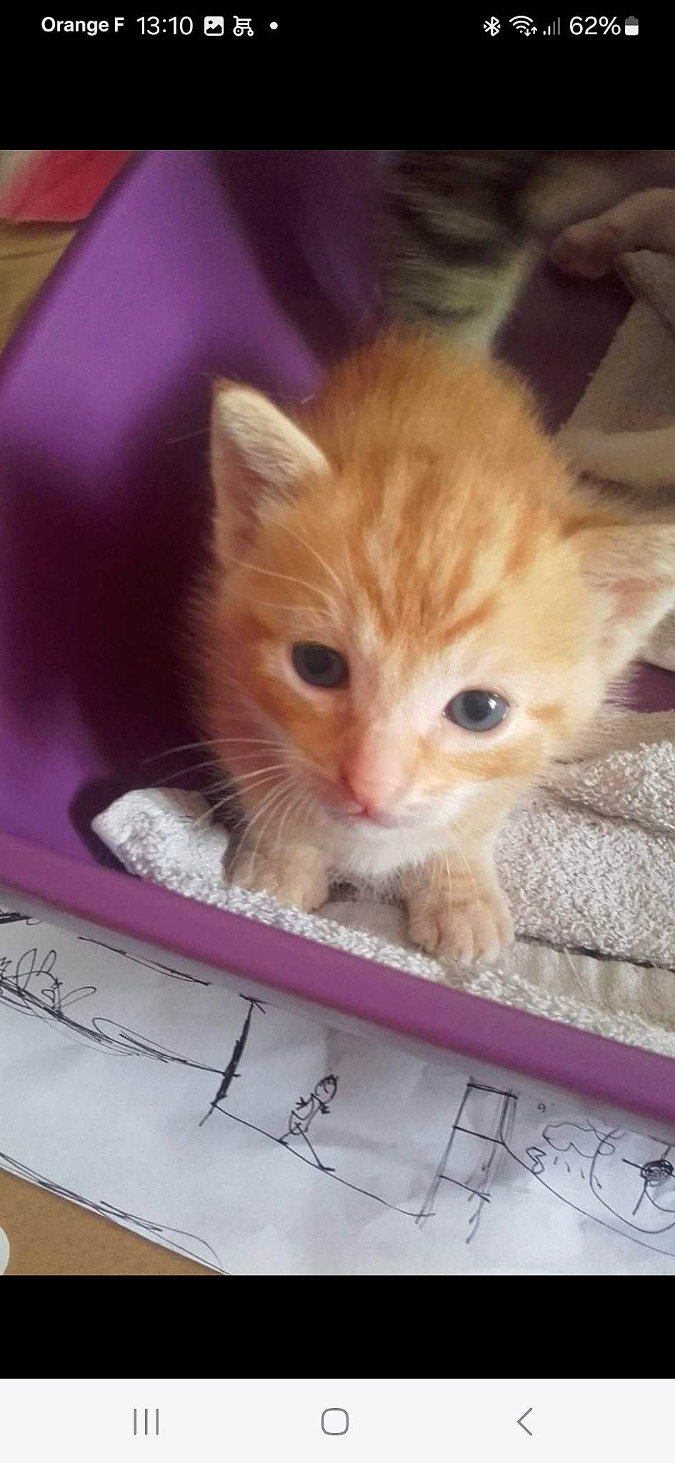 Miroux participe au concours pour gagner de l'argent avec cette photo : box, carnivore, cat, claw, domestic_short_haired_cat, fawn, felidae, fur, office_ruler, paw, pet_supply, photo_caption, rectangle, small_to_medium_sized_cats, snout, tail, whiskers, wood