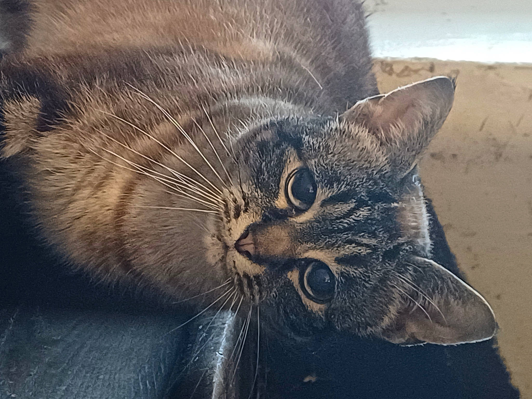 Ulisse participe au concours pour gagner de l'argent avec cette photo : carnivore, cat, claw, comfort, domestic_short_haired_cat, eye, felidae, fur, grass, head, paw, sand, sky, small_to_medium_sized_cats, snout, soil, tail, terrestrial_animal, whiskers, wildlife