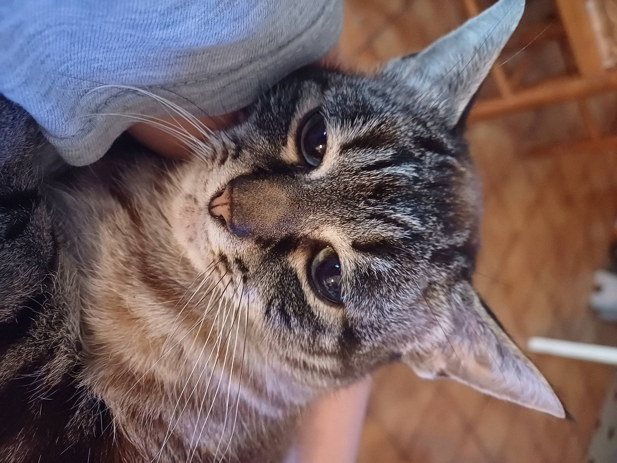 Ulisse participe au concours pour gagner de l'argent avec cette photo : bobcat, carnivore, cat, claw, close_up, domestic_short_haired_cat, felidae, fur, lynx, paw, plant, small_to_medium_sized_cats, snout, terrestrial_animal, tree, whiskers, wildlife, wood