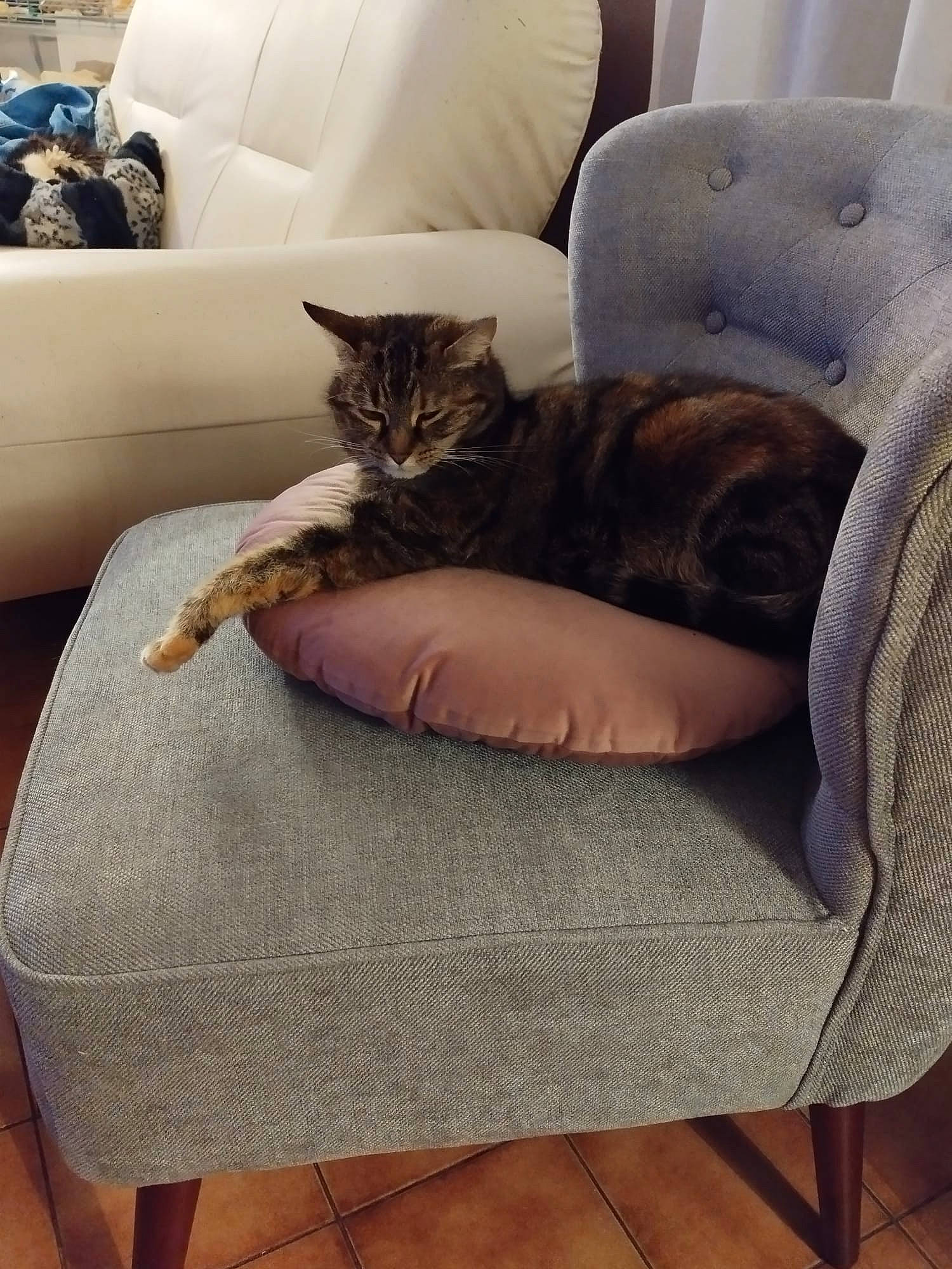 Laouen participe au concours pour gagner de l'argent avec cette photo : carnivore, cat, cat_bed, cat_supply, chair, comfort, couch, felidae, flooring, fur, furniture, hardwood, house, living_room, room, sitting, small_to_medium_sized_cats, textile, whiskers, wood