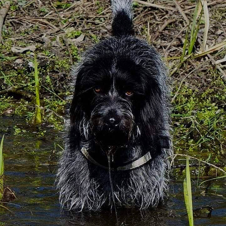 Pepper a rejoint le concours — aidez-le/la à gagner de superbes lots ! bog, canidae, carnivore, companion_dog, dog, dog_breed, fur, giant_dog_breed, grass, gun_dog, retriever, soil, spaniel, sporting_group, terrestrial_animal, terrier, water, watercourse, working_animal, working_dog
