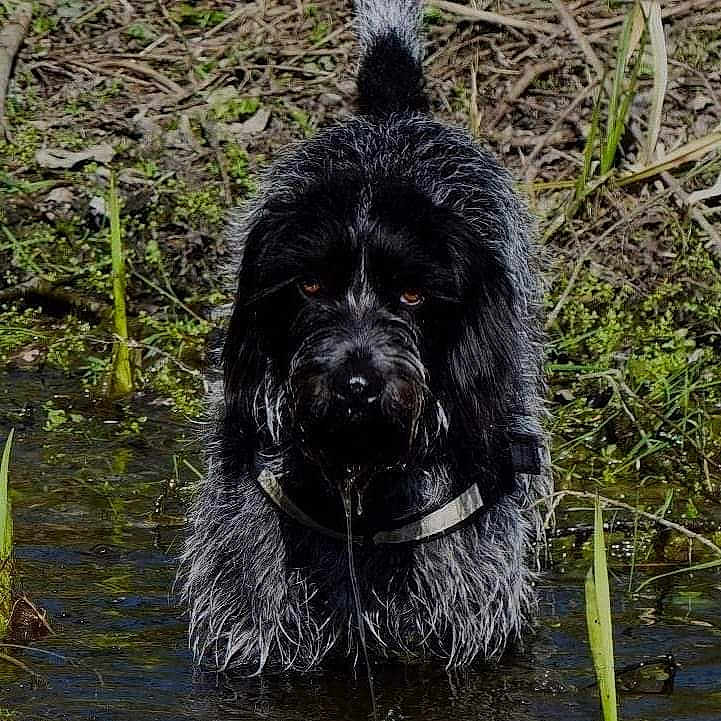 Pepper