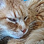 animal, calm, cat, close_up, closeup, cute, domestic_animal, face, feline, fur, indoor, mammal, orange_tabby, pet, portrait, relaxed, resting, sleepy, soft, whiskers