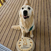 Alphy participe au concours pour gagner de l'argent avec cette photo : animal, birthday, cake, canine, celebration, cute, dog, festive, first_birthday, fur, golden_retriever, happy, muzzle, outdoor, party_hat, pet, sitting, smiling, tongue, wooden_deck