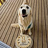 animal, birthday, cake, canine, celebration, cute, dog, festive, first_birthday, fur, golden_retriever, happy, muzzle, outdoor, party_hat, pet, sitting, smiling, tongue, wooden_deck
