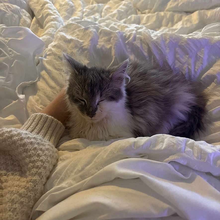 Jonathan is registered to the contest to win money with this photo: cat, kitten, sleeping, bed, blanket, comforter, hand, knitted_sweater, indoor, cozy, white, gray, fur, pet, resting, soft_light, window, bedroom, warm, calm