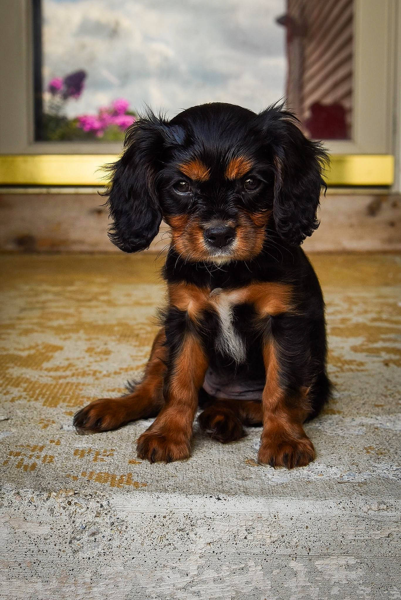 Lacie joined the competition — help win amazing prizes! canidae, carnivore, companion_dog, dog, dog_breed, eye, fawn, fur, liver, puppy, snout, sporting_group, terrestrial_animal, toy_dog, working_animal, working_dog