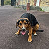 Bianca a rejoint le concours — aidez-le/la à gagner de superbes lots ! dog, animal, outdoor, pavement, building, stone_wall, french_flag, tongue_out, pet, canine, curious, sitting, ears_down, black_and_tan, quiet, daytime, walkway, stairs, railing, door