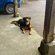 Bianca participe au concours pour gagner de l'argent avec cette photo : dog, animal, pet, canine, black_and_tan, lying_down, porch, concrete, wooden_pillar, car, blue_car, wheel, outdoor, quiet, residential, brick_wall, door, greenery, daylight, calm