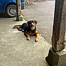 dog, animal, pet, canine, black_and_tan, lying_down, porch, concrete, wooden_pillar, car, blue_car, wheel, outdoor, quiet, residential, brick_wall, door, greenery, daylight, calm