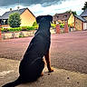 Bianca participe au concours pour gagner de l'argent avec cette photo : dog, canine, sitting, porch, concrete, back_view, outdoor, neighborhood, houses, sky, cloudy, stormy, tree, garden, road, residential, calm, watching, pet, animal