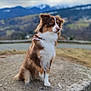 Saphire a rejoint le concours — aidez-le/la à gagner de superbes lots ! dog, brown_and_white, sitting, stone_pedestal, mountains, outdoor, nature, cloudy_sky, fur, collar, animal, pet, landscape, grass, scenic, portrait, canine, cute, alert, daytime