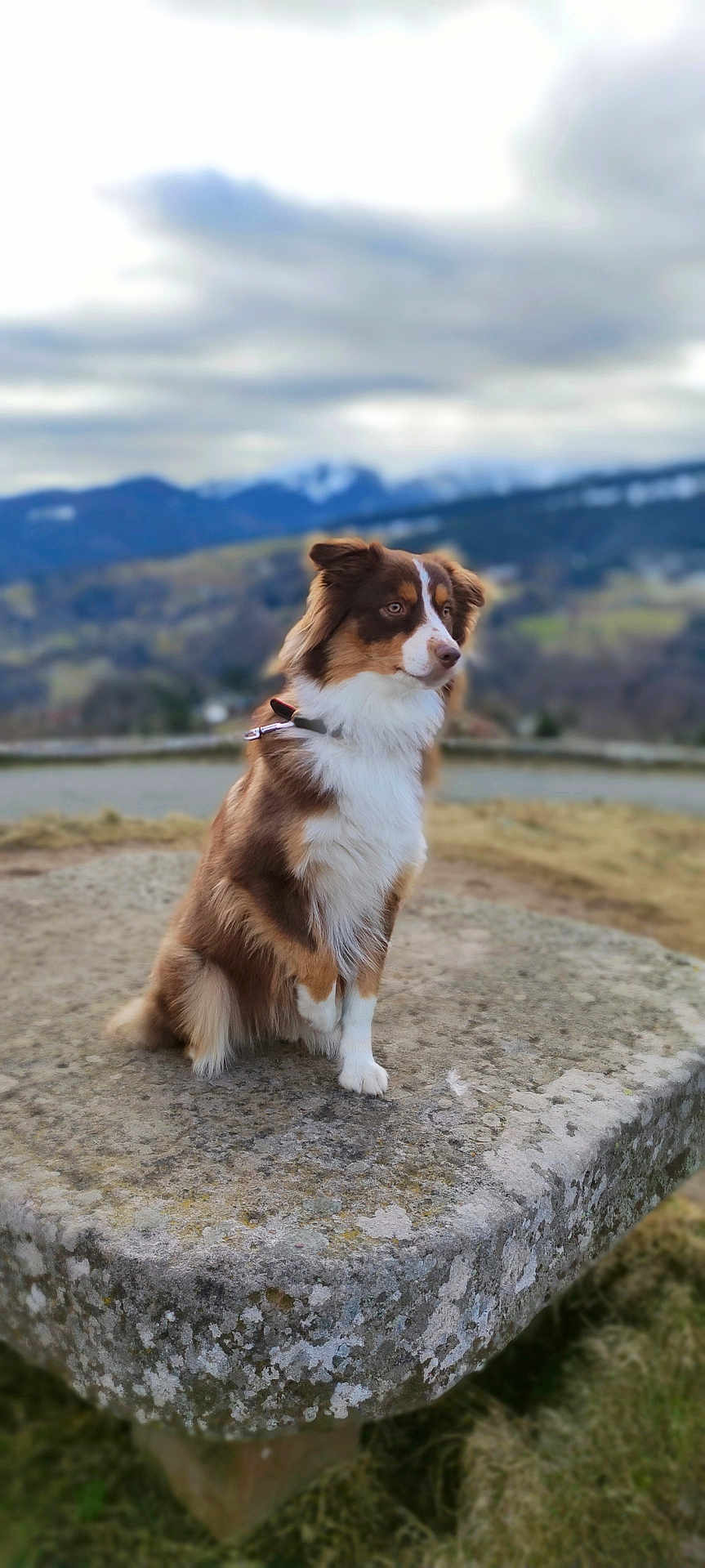 Saphire participe au concours pour gagner de l'argent avec cette photo : dog, brown, white, fluffy, sitting, stone_pedestal, outdoor, mountains, landscape, nature, grass, cloudy_sky, calm, pet, canine, fur, collar, side_view, scenic, blurred_background