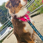 Saphire participe au concours pour gagner de l'argent avec cette photo : dog, outdoor, leash, bandana, gravel, railing, greenery, flower, pet, brown_fur, white_fur, sitting, curious, collar, fence, nature, animal, side_view, daylight, canine