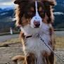 Saphire participe au concours pour gagner de l'argent avec cette photo : dog, brown, white, fluffy, sitting, leash, chain, outdoor, rock, cloudy_sky, mountains, pet, animal, fur, ears, nose, paws, nature, portrait, calm