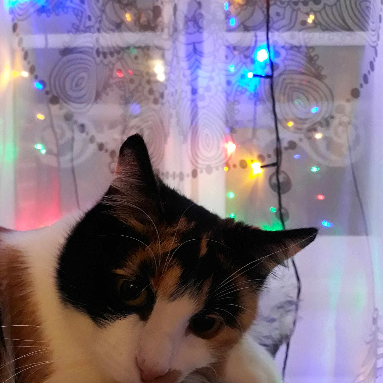 Nala