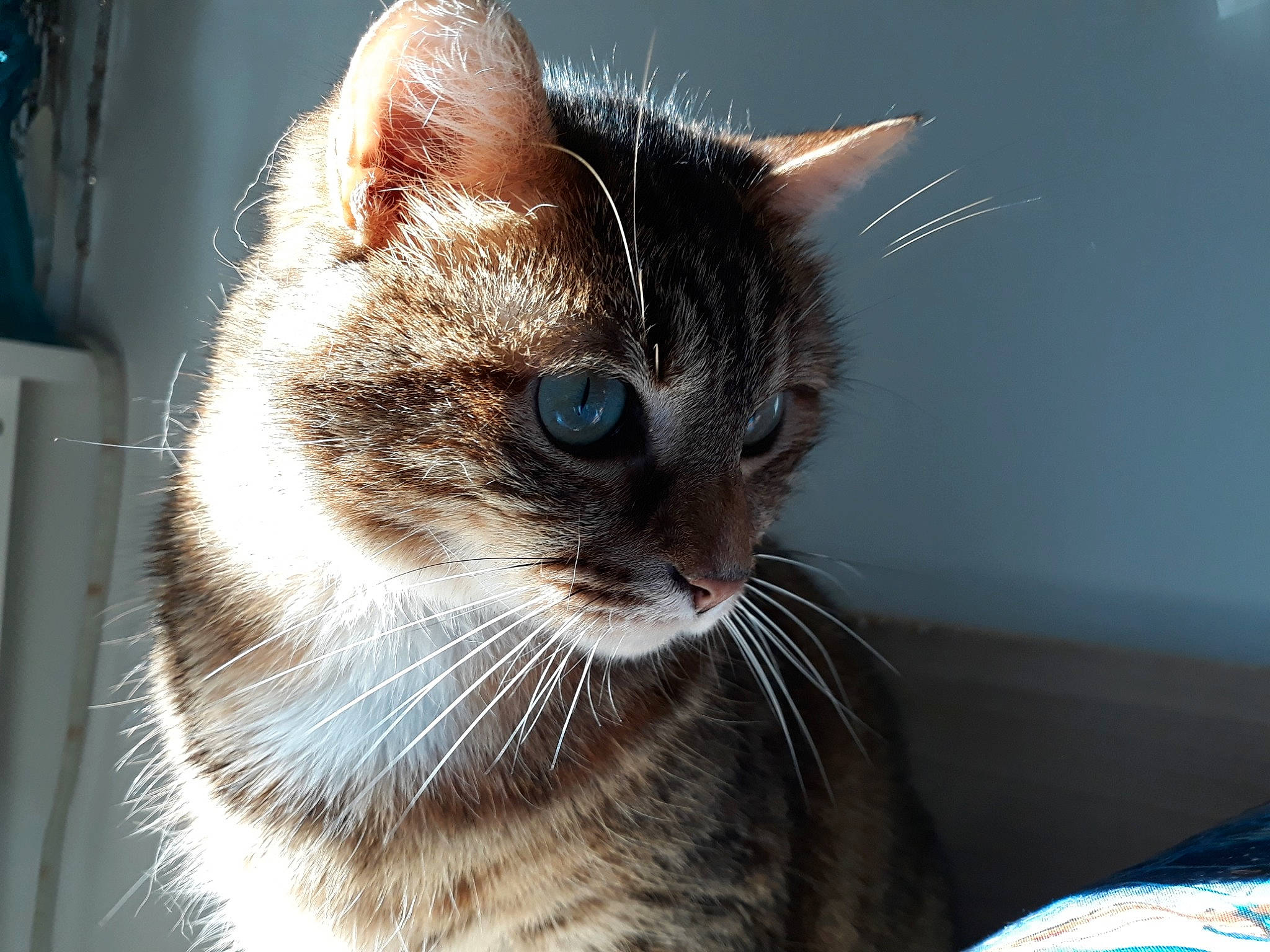 Miaou