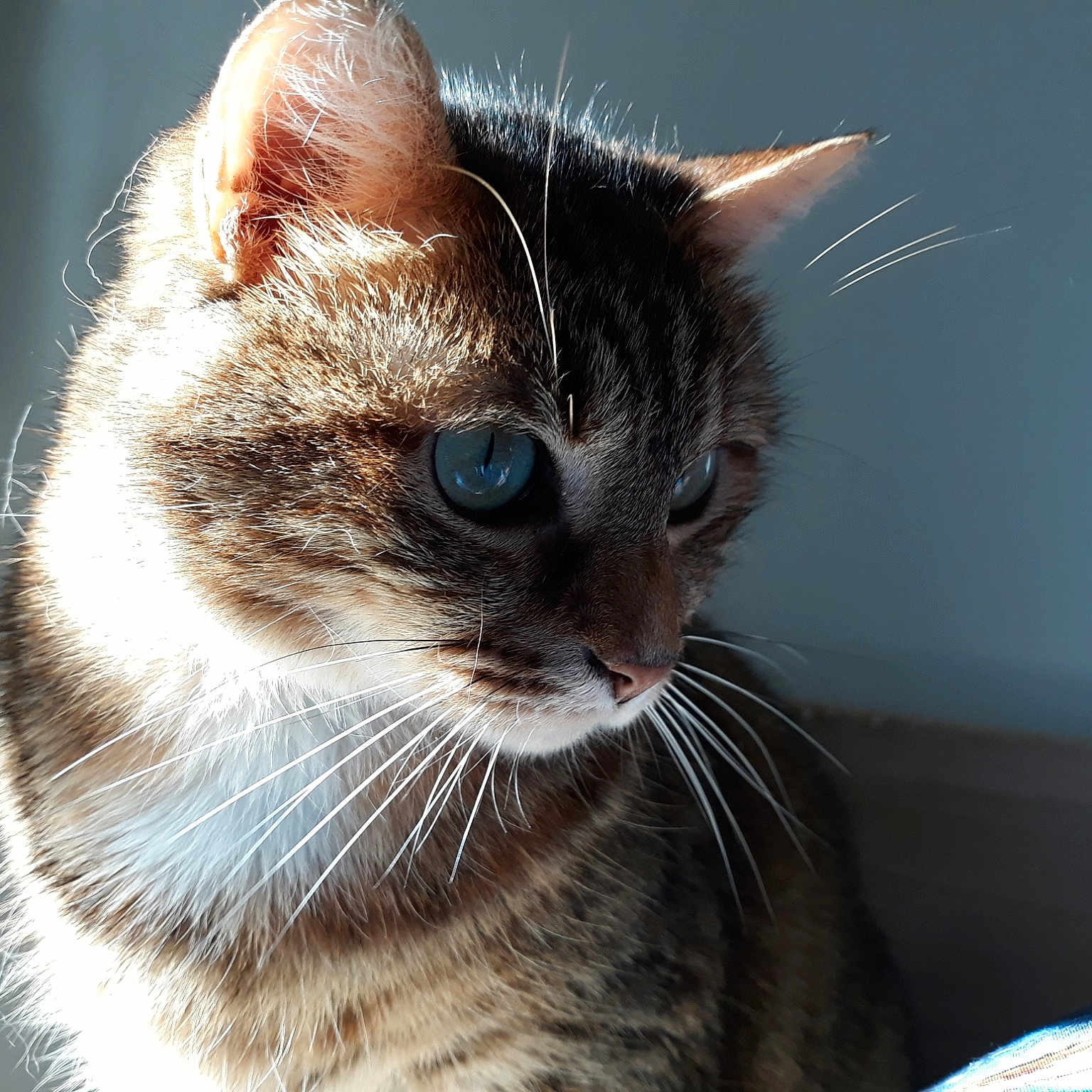 Miaou