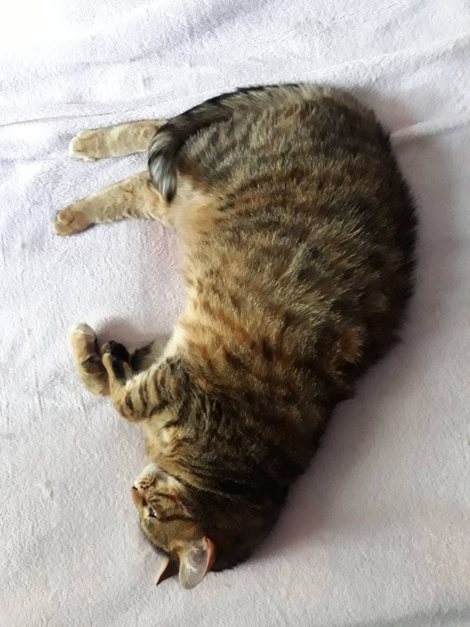 Miaou participe au concours pour gagner de l'argent avec cette photo : carnivore, cat, claw, domestic_short_haired_cat, dragon_li, european_shorthair, felidae, fur, small_to_medium_sized_cats, tabby_cat, tail, whiskers