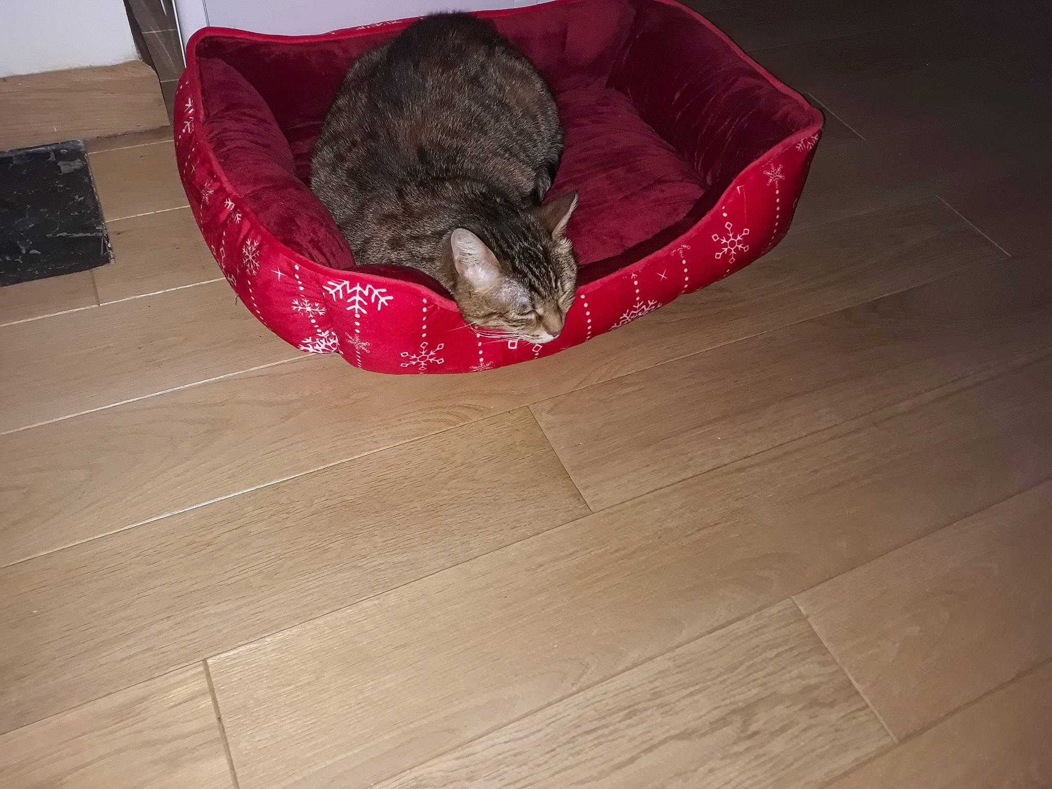 Miaou a rejoint le concours — aidez-le/la à gagner de superbes lots ! canidae, carnivore, cat, cat_supply, felidae, floor, flooring, fur, hardwood, laminate_flooring, small_to_medium_sized_cats, wood, wood_flooring