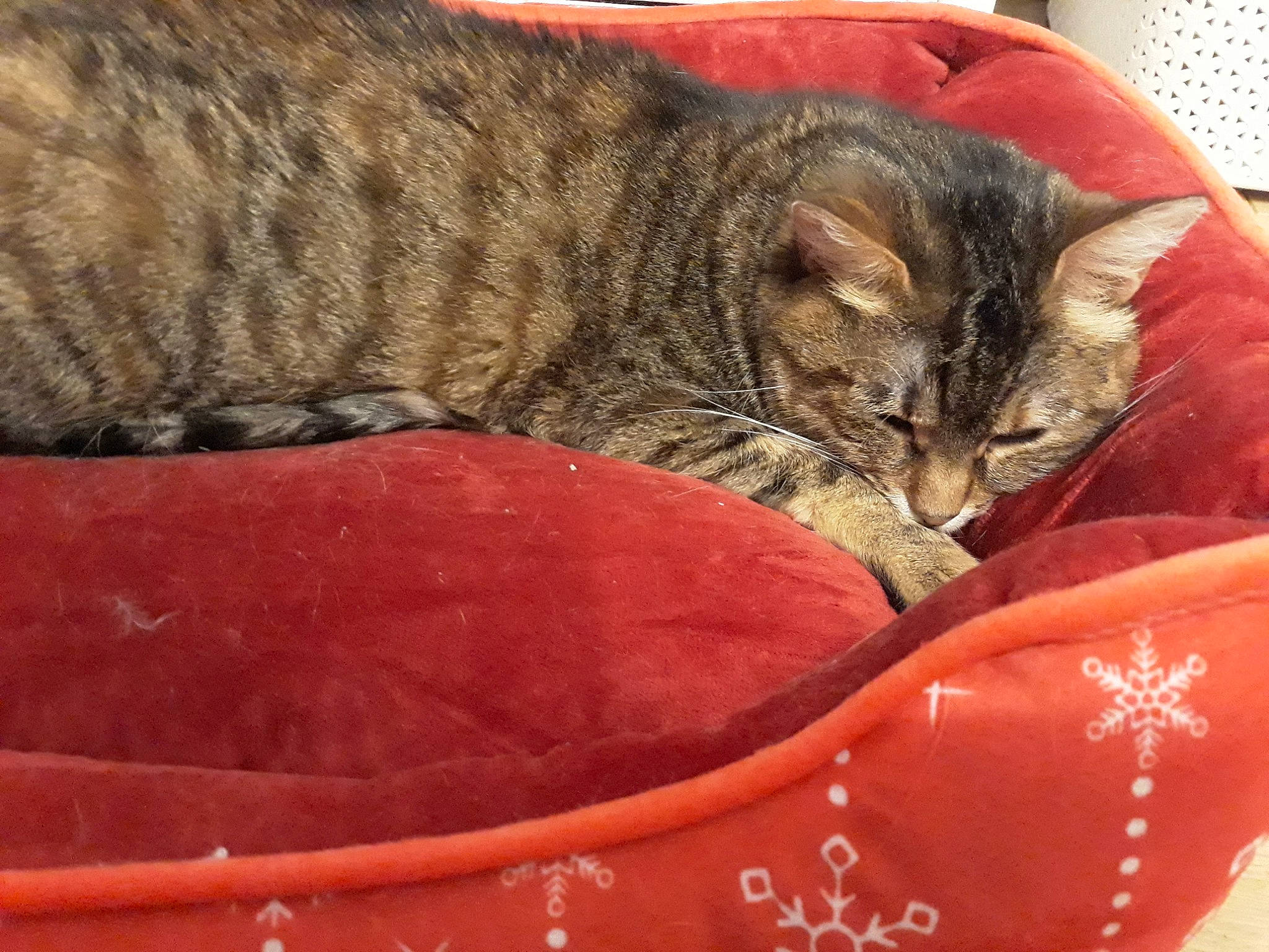 Miaou a rejoint le concours — aidez-le/la à gagner de superbes lots ! asian, california_spangled, carnivore, cat, cat_supply, domestic_short_haired_cat, dragon_li, european_shorthair, felidae, kitten, mammal, nap, ocicat, pixie_bob, small_to_medium_sized_cats, snout, tabby_cat, toyger, vertebrate, whiskers