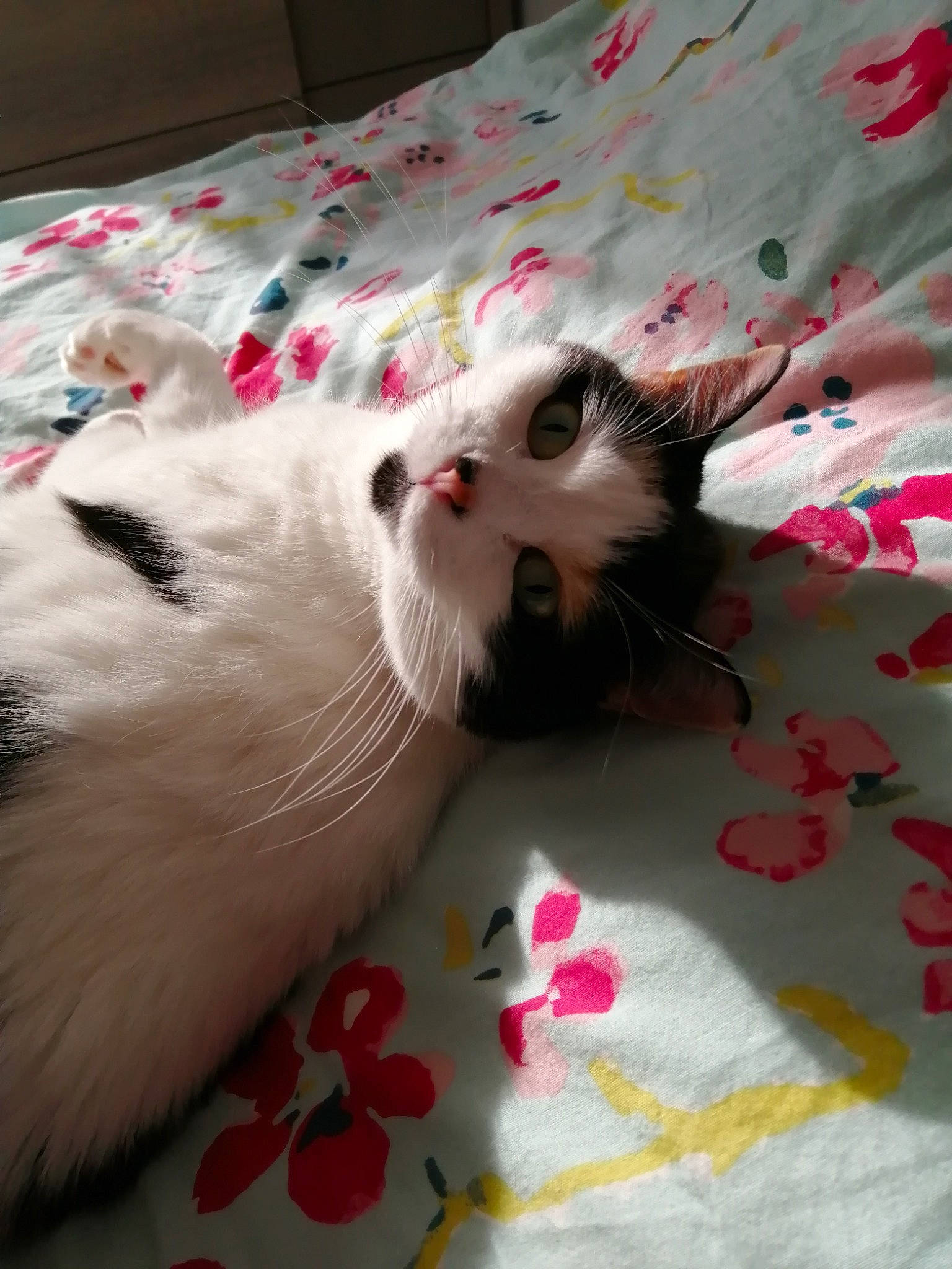 Tivana a rejoint le concours — aidez-le/la à gagner de superbes lots ! balinese, bedding, carnivore, cat, comfort, domestic_short_haired_cat, fawn, felidae, fur, linens, pattern, paw, small_to_medium_sized_cats, snout, tail, textile, whiskers