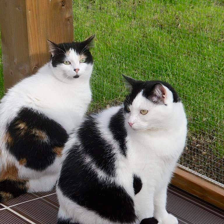 Tivana a rejoint le concours — aidez-le/la à gagner de superbes lots ! carnivore, cat, domestic_short_haired_cat, eye, felidae, foot, formal_wear, fur, grass, lap, paw, plant, sitting, small_to_medium_sized_cats, snout, tail, tree, whiskers