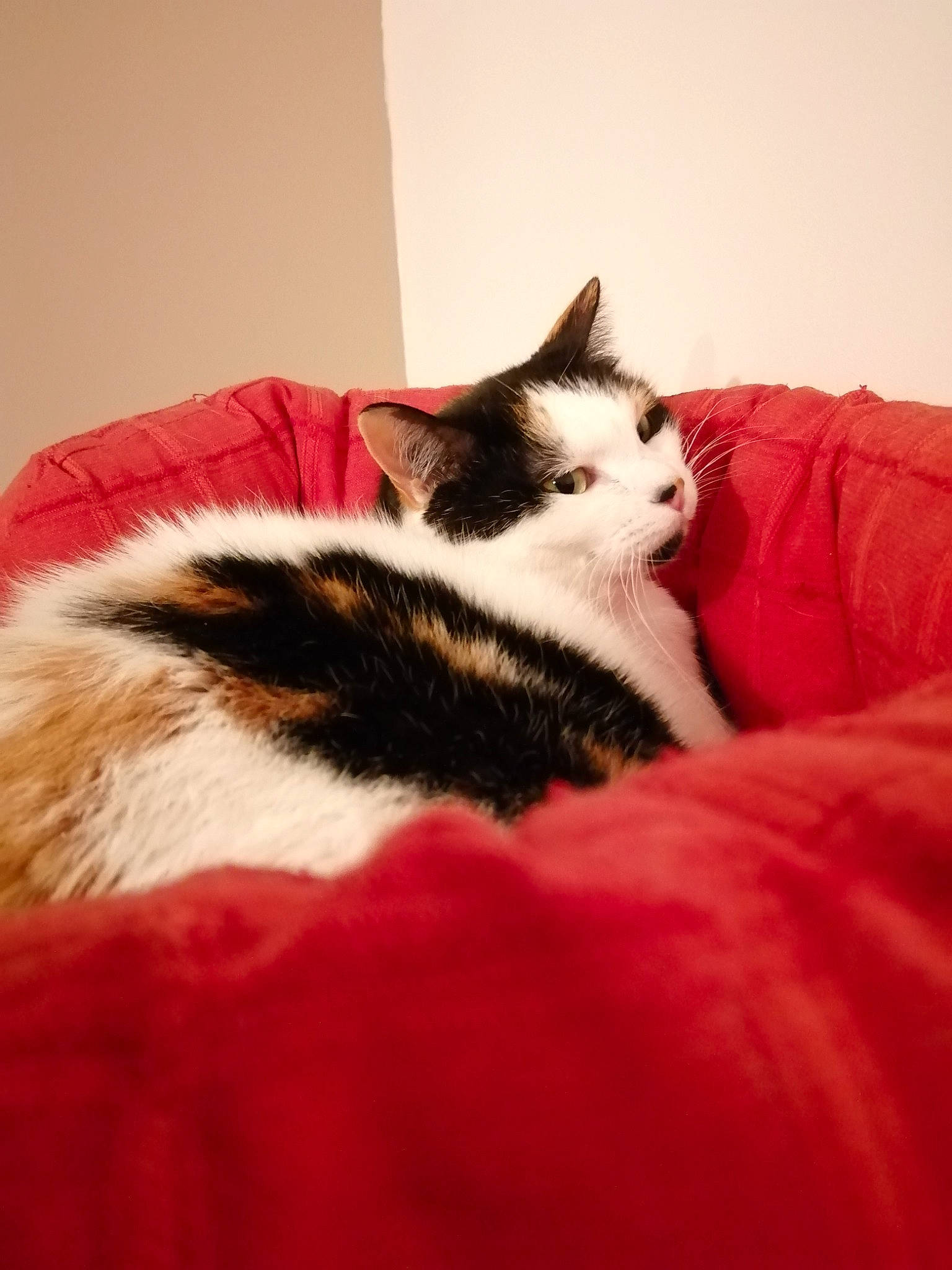 Tivana a rejoint le concours — aidez-le/la à gagner de superbes lots ! carmine, carnivore, cat, comfort, couch, domestic_short_haired_cat, felidae, flooring, fur, hardwood, human_leg, linens, paw, sitting, small_to_medium_sized_cats, snout, tail, tree, whiskers, wood