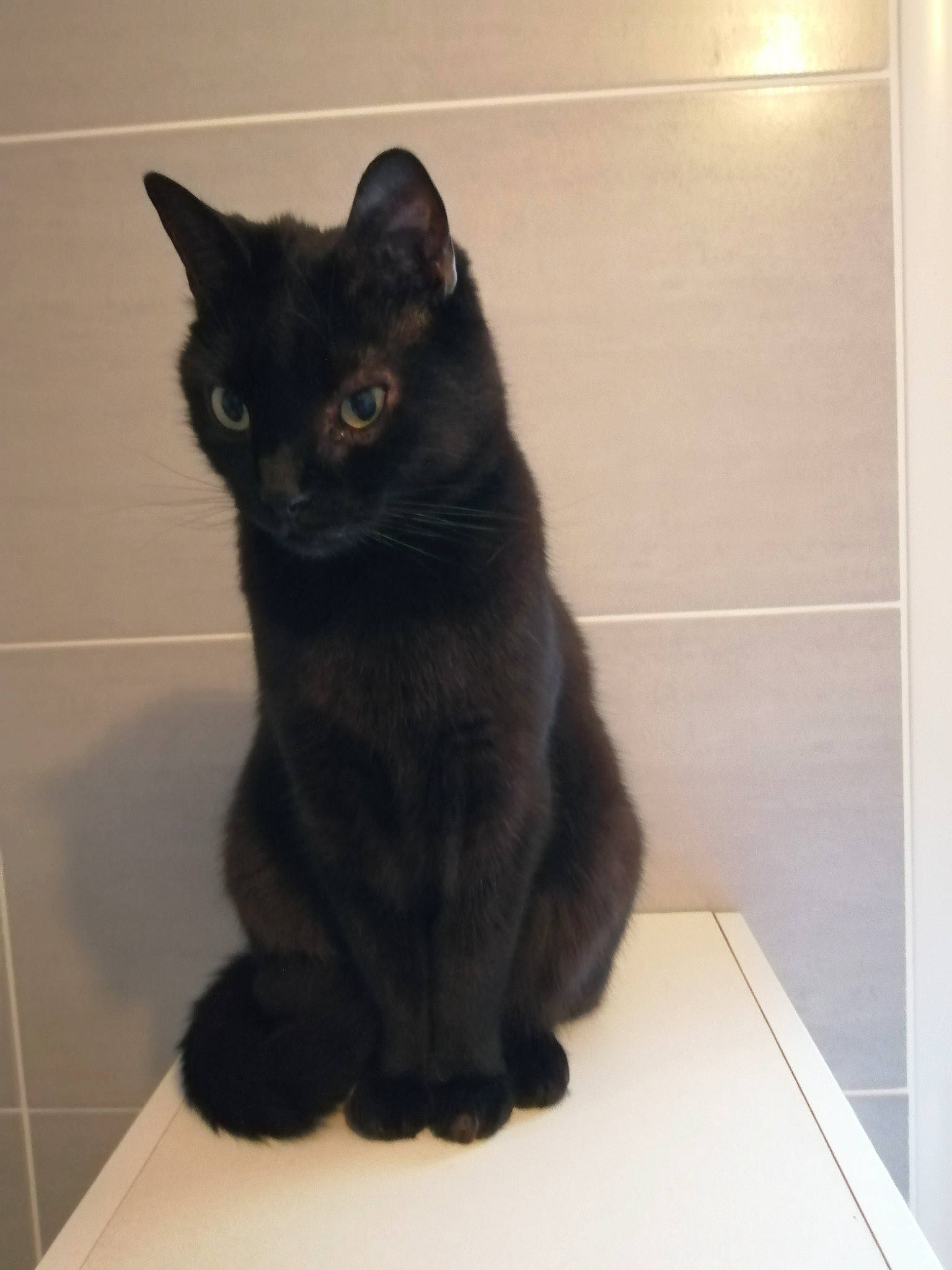 Jamy a rejoint le concours — aidez-le/la à gagner de superbes lots ! black_cat, bombay, carnivore, cat, claw, domestic_short_haired_cat, felidae, floor, flooring, fur, paw, small_to_medium_sized_cats, snout, table, tail, terrestrial_animal, tile_flooring, whiskers, window