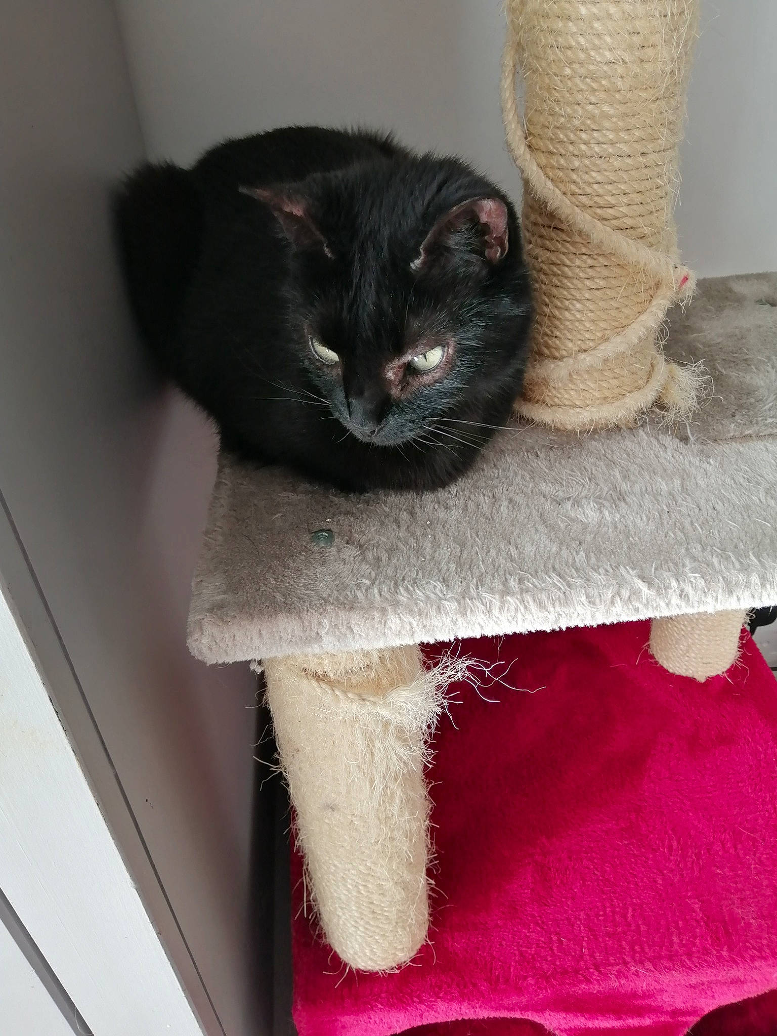 Jamy participe au concours pour gagner de l'argent avec cette photo : black_cat, carnivore, cat, cat_bed, cat_furniture, cat_supply, comfort, domestic_short_haired_cat, fawn, felidae, fur, grey, pet_supply, small_to_medium_sized_cats, snout, tail, whiskers, window, wood, woolen