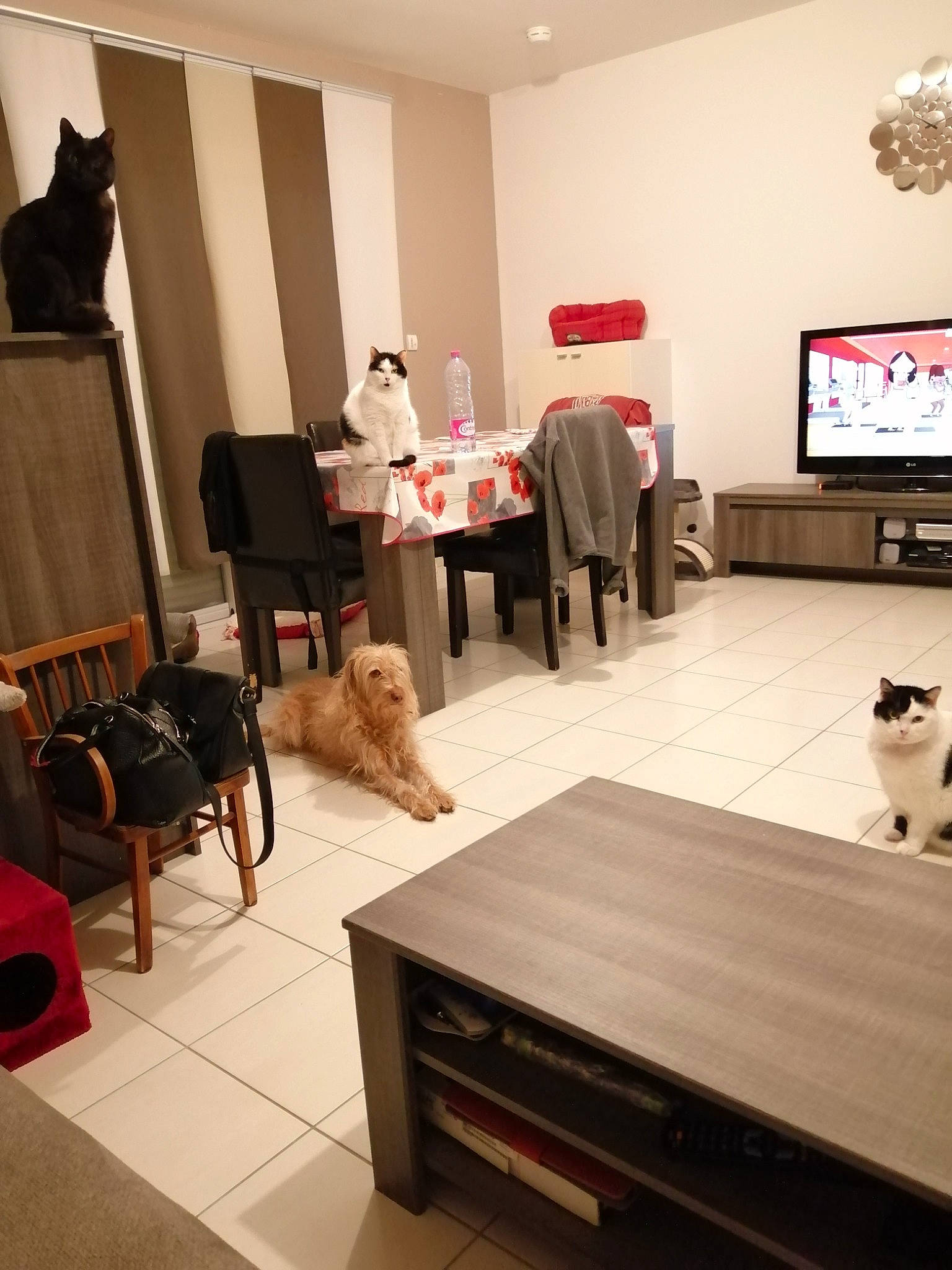 Rob participe au concours pour gagner de l'argent avec cette photo : building, carnivore, cat, chair, coffee_table, comfort, floor, flooring, furniture, grey, hardwood, interior_design, laminate_flooring, living_room, table, television, television_set, vertebrate, white, wood