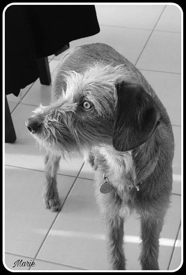 Rob a rejoint le concours — aidez-le/la à gagner de superbes lots ! black, black_and_white, canidae, carnivore, companion_dog, dog, dog_breed, electronic_device, font, fur, monochrome, monochrome_photography, photo_caption, rectangle, snout, sporting_group, still_life_photography, stock_photography, style, working_animal