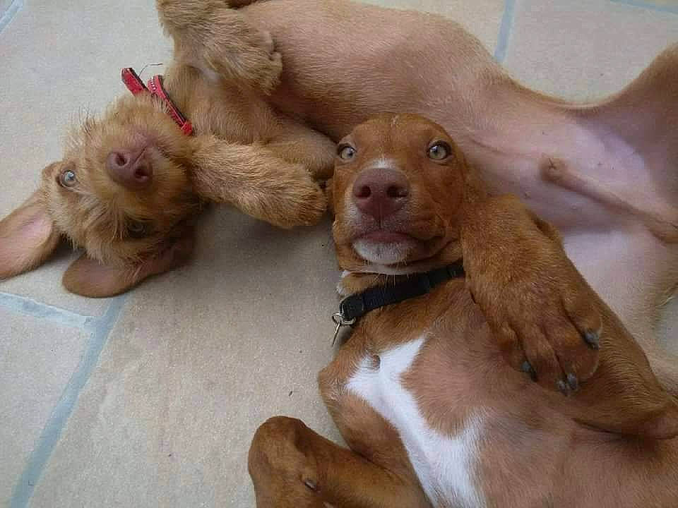 Rob participe au concours pour gagner de l'argent avec cette photo : canidae, carnivore, companion_dog, dog, dog_breed, fawn, foot, fur, liver, paw, snout, sporting_group, terrestrial_animal