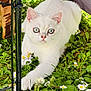 Galak a rejoint le concours — aidez-le/la à gagner de superbes lots ! animal, blue_eyes, cat, closeup, curious, cute, daisies, flowers, fur, garden, grass, greenery, nature, outdoor, paw, pet, stretching, summer, sunlight, white_cat