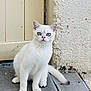 animal, blue_eyes, cat, closeup, curious, domestic_cat, door, ears, feline, four_paws, fur, outdoor, pet, portrait, sitting, tail, wall, whiskers, white_cat, wooden_floor