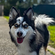 Victoire participe au concours pour gagner de l'argent avec cette photo : dog, animal, outdoor, pet, canine, happy, blue_eyes, fur, tail, standing, nature, sunlight, gravel_path, portrait, mammal, ears, tongue, daylight, background_blur, closeup