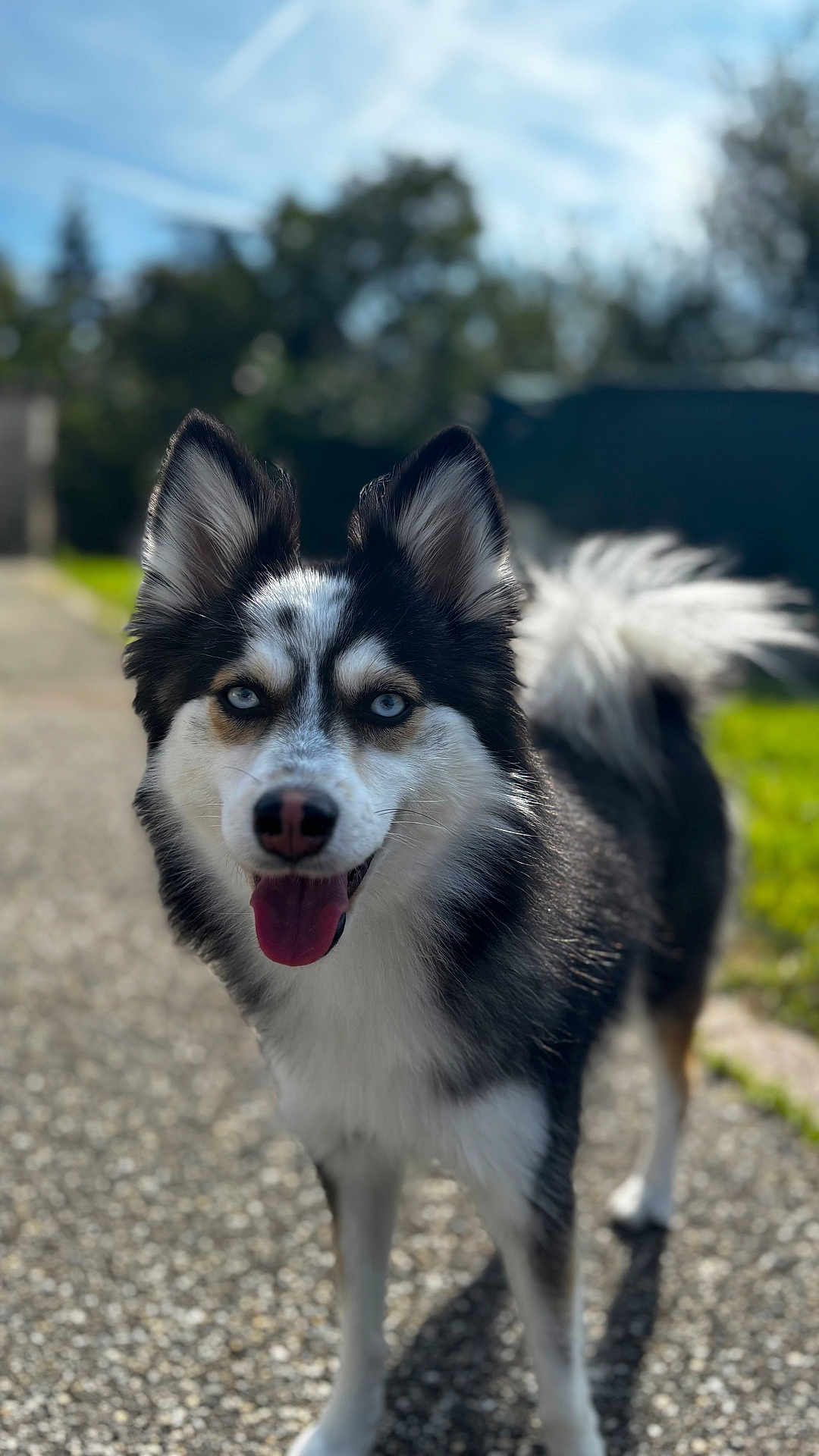 Victoire participe au concours pour gagner de l'argent avec cette photo : dog, animal, outdoor, pet, canine, happy, blue_eyes, fur, tail, standing, nature, sunlight, gravel_path, portrait, mammal, ears, tongue, daylight, background_blur, closeup