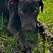 Osco participe au concours pour gagner de l'argent avec cette photo : dog, grass, outdoor, pet, animal, canine, nature, laying_down, close_up, sunlight, fur, paw, ears, eyes, portrait, greenery, daylight, relaxed, watchful, muzzle