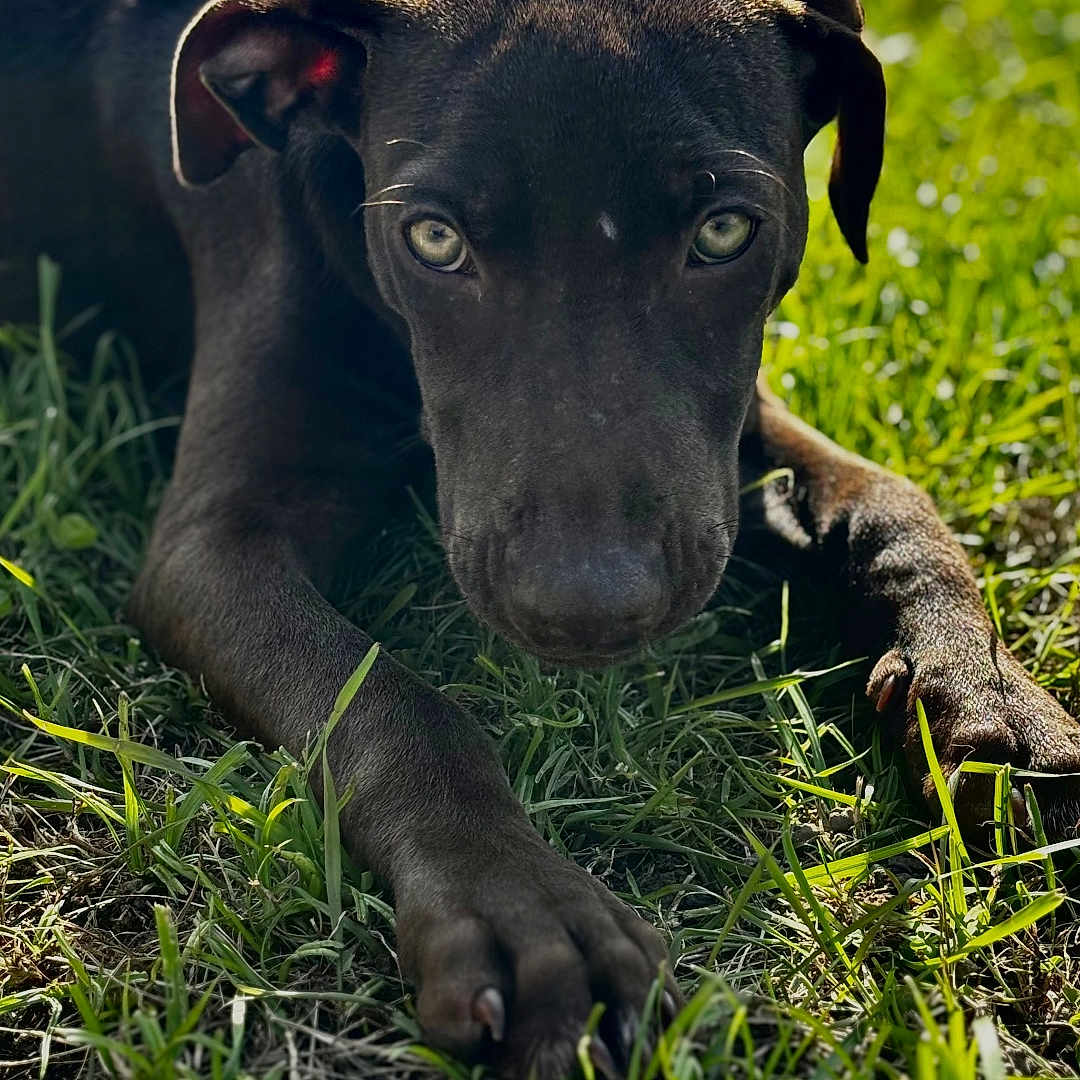 Osco participe au concours pour gagner de l'argent avec cette photo : animal, canine, close_up, daylight, dog, ears, eyes, fur, grass, greenery, laying_down, muzzle, nature, outdoor, paw, pet, portrait, relaxed, sunlight, watchful