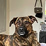dog, brindle, indoor, pet, animal, looking, ears, fur, face, eyes, nostrils, snout, relaxed, bed, purse, wall, household, furniture, domestic, curious