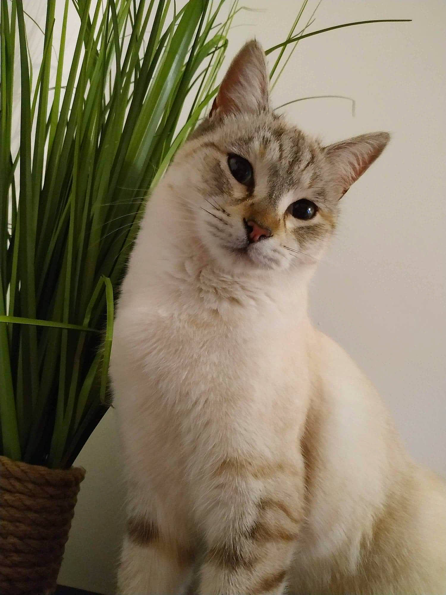 Câline participe au concours pour gagner de l'argent avec cette photo : carnivore, cat, domestic_short_haired_cat, fang, fawn, felidae, flowerpot, fur, grass, paw, plant, rectangle, small_to_medium_sized_cats, snout, tail, terrestrial_animal, terrestrial_plant, whiskers, window