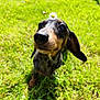 Hollye a rejoint le concours — aidez-le/la à gagner de superbes lots ! dog, dachshund, grass, flower, daisy, outdoor, pet, animal, nature, cute, closeup, sunlight, green, mammal, small_dog, head, ears, snout, summer, playful