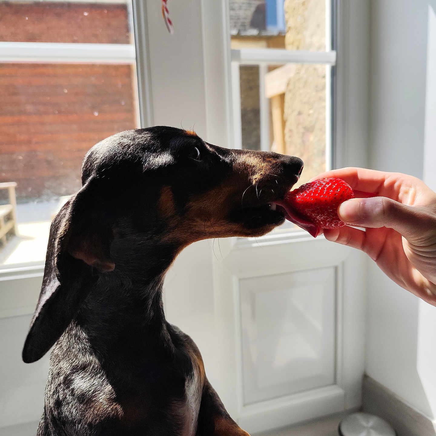 Hollye participe au concours pour gagner de l'argent avec cette photo : animal, black_dog, brown_dog, closeup, curious, dachshund, dog, domestic, floor, food, hand, human_hand, indoor, licking, natural_light, pet, strawberry, sunlight, tongue, window