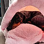 Hollye a rejoint le concours — aidez-le/la à gagner de superbes lots ! dog, dachshund, pet_bed, pink, fluffy, cozy, indoor, resting, sleepy, animal, cute, soft_texture, close_up, fur, relaxation, home, comfort, floor, canine, snuggle