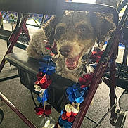 Mr. Butters joined the competition — help win amazing prizes! dog, walker, curly_fur, garland, red, white, blue, outdoor, smiling, happy, pet, leash, seat, people, blurred_background, metal_frame, pavement, sunlight, celebration, accessory
