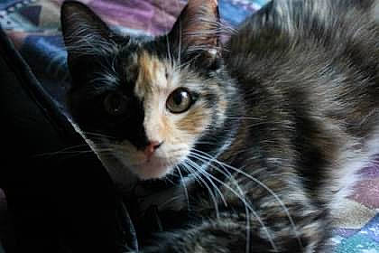 Lady Bug is registered to the contest to win money with this photo: carnivore, cat, claw, domestic_short_haired_cat, felidae, fur, paw, small_to_medium_sized_cats, snout, tree, whiskers, wildlife, window