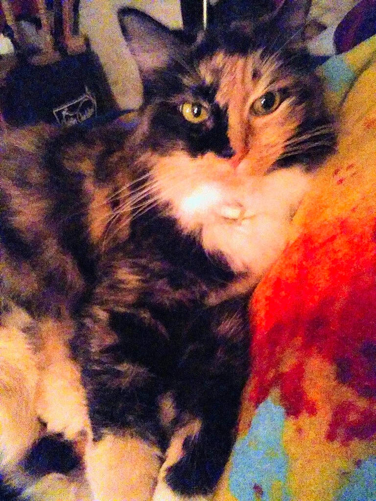 Lady Bug joined the competition — help win amazing prizes! art, carnivore, cat, comfort, domestic_short_haired_cat, felidae, fur, grass, iris, paint, painting, paw, small_to_medium_sized_cats, snout, tail, tints_and_shades, tree, visual_arts, whiskers, window