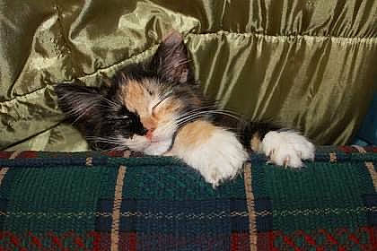 Lady Bug is registered to the contest to win money with this photo: carnivore, cat, comfort, domestic_short_haired_cat, felidae, flooring, fur, linens, pattern, room, small_to_medium_sized_cats, tail, textile, whiskers, wood, woven_fabric