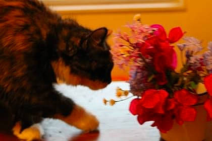Lady Bug joined the competition — help win amazing prizes! artificial_flower, bouquet, carnivore, cat, cut_flowers, event, felidae, flower, flower_arranging, flowering_plant, flowerpot, fur, hybrid_tea_rose, petal, plant, rose, rose_family, rose_order, small_to_medium_sized_cats, whiskers